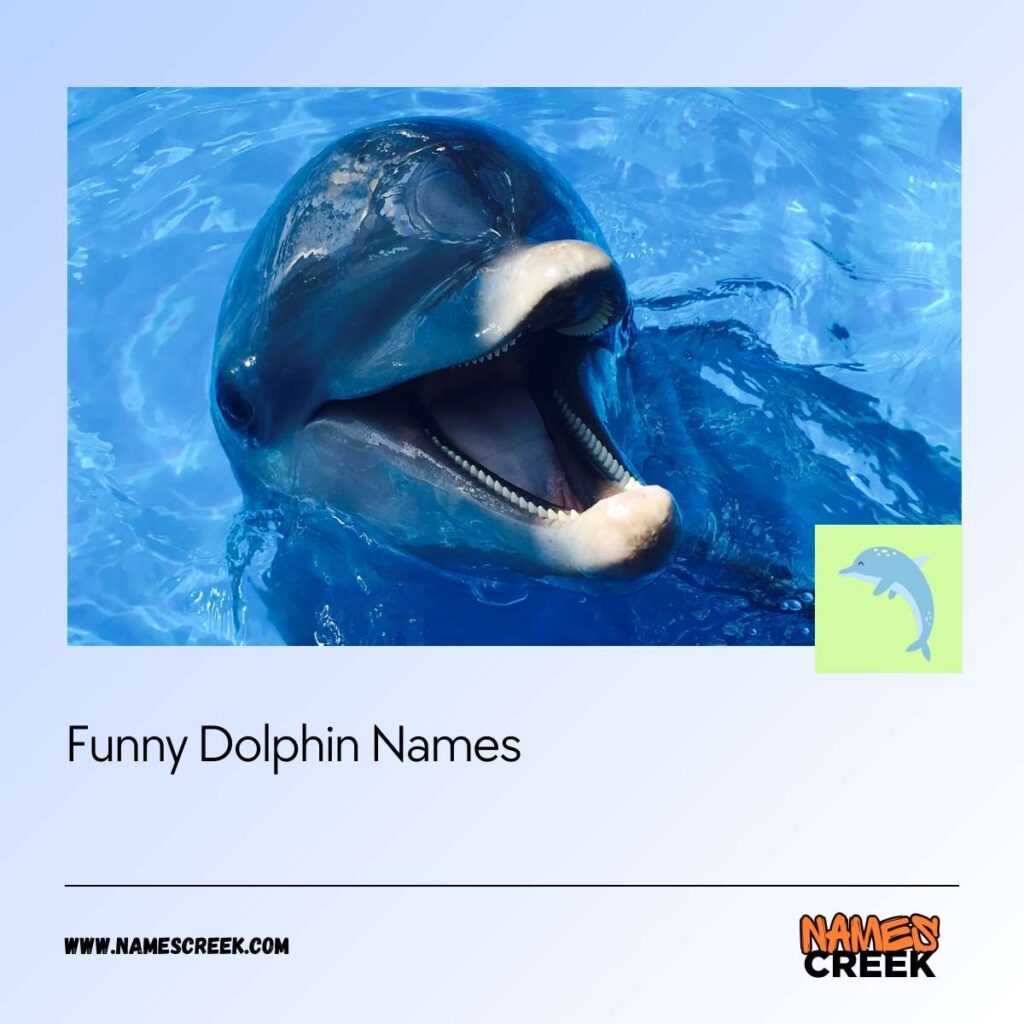 Funny Dolphin Names