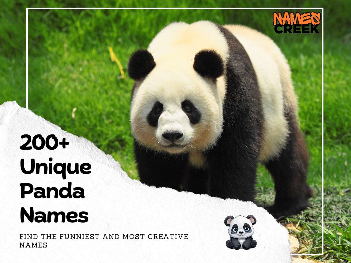 200+ Unique Panda Names