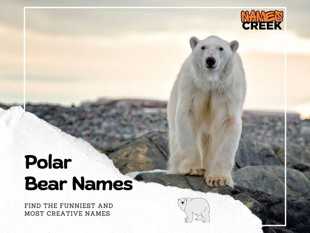 Comprehensive List Of 209 Polar Bear Names