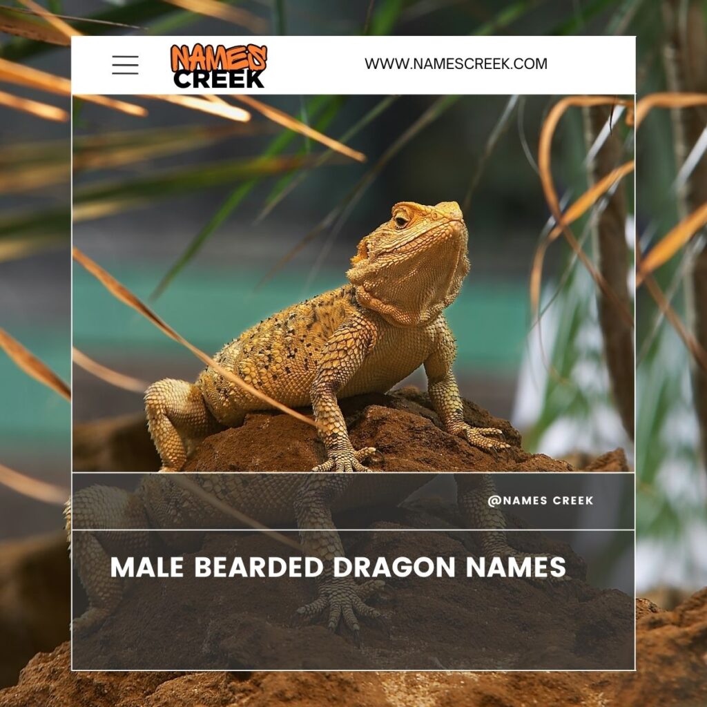 Male Bearded Dragon Names