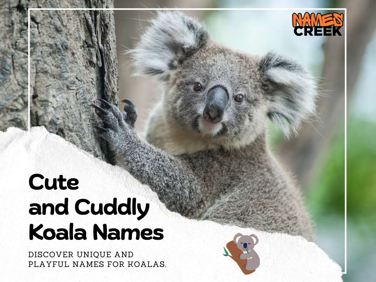 320 Best Koala Names: Creative Ideas For Naming Your Pet