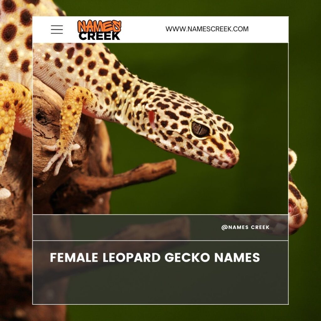 Female Leopard Gecko Names