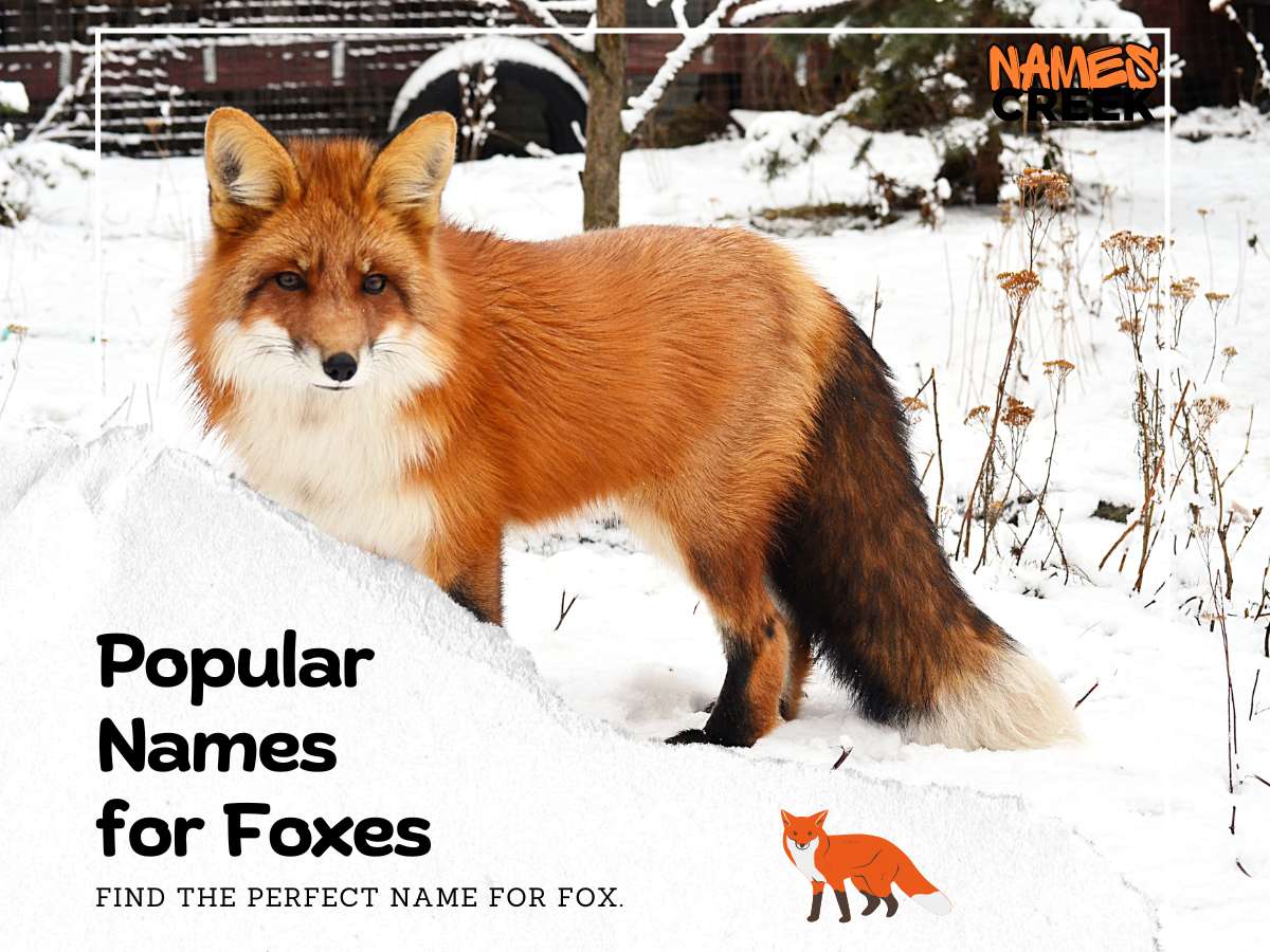 Top 500 Fox Names: Creative And Fun Names For Your Fox Companion