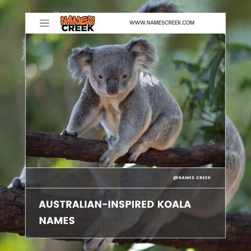 Australian-Inspired Koala Names