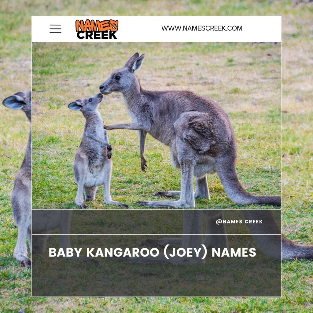 Baby Kangaroo (Joey) Names