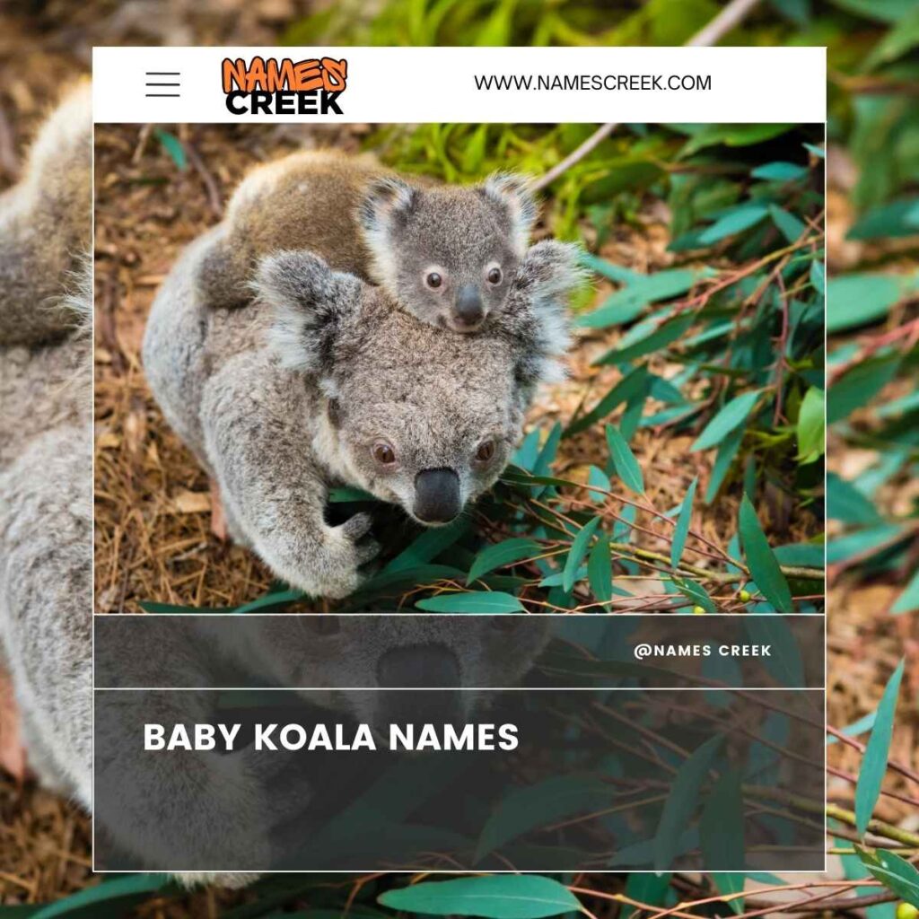 Baby Koala Names