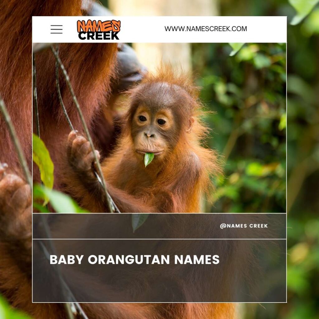 Baby Orangutan Names