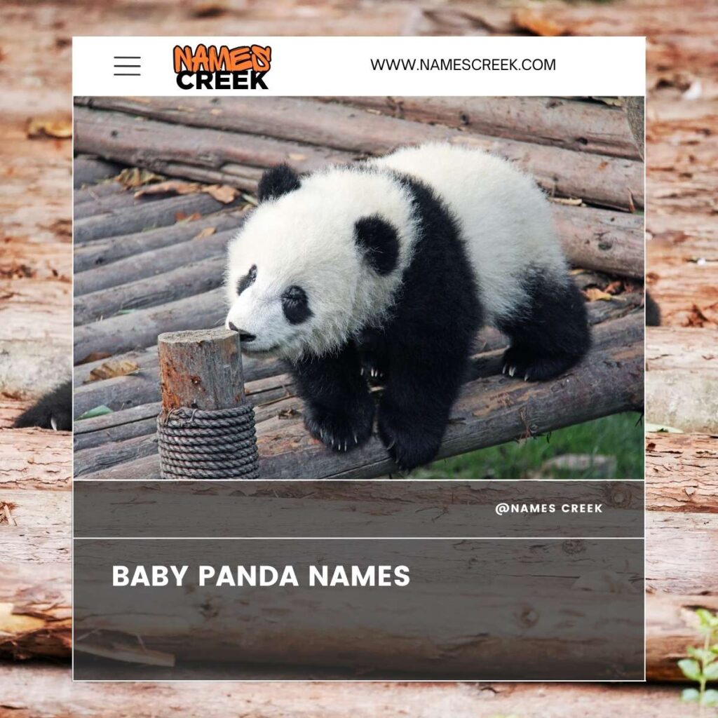 Baby Panda Names