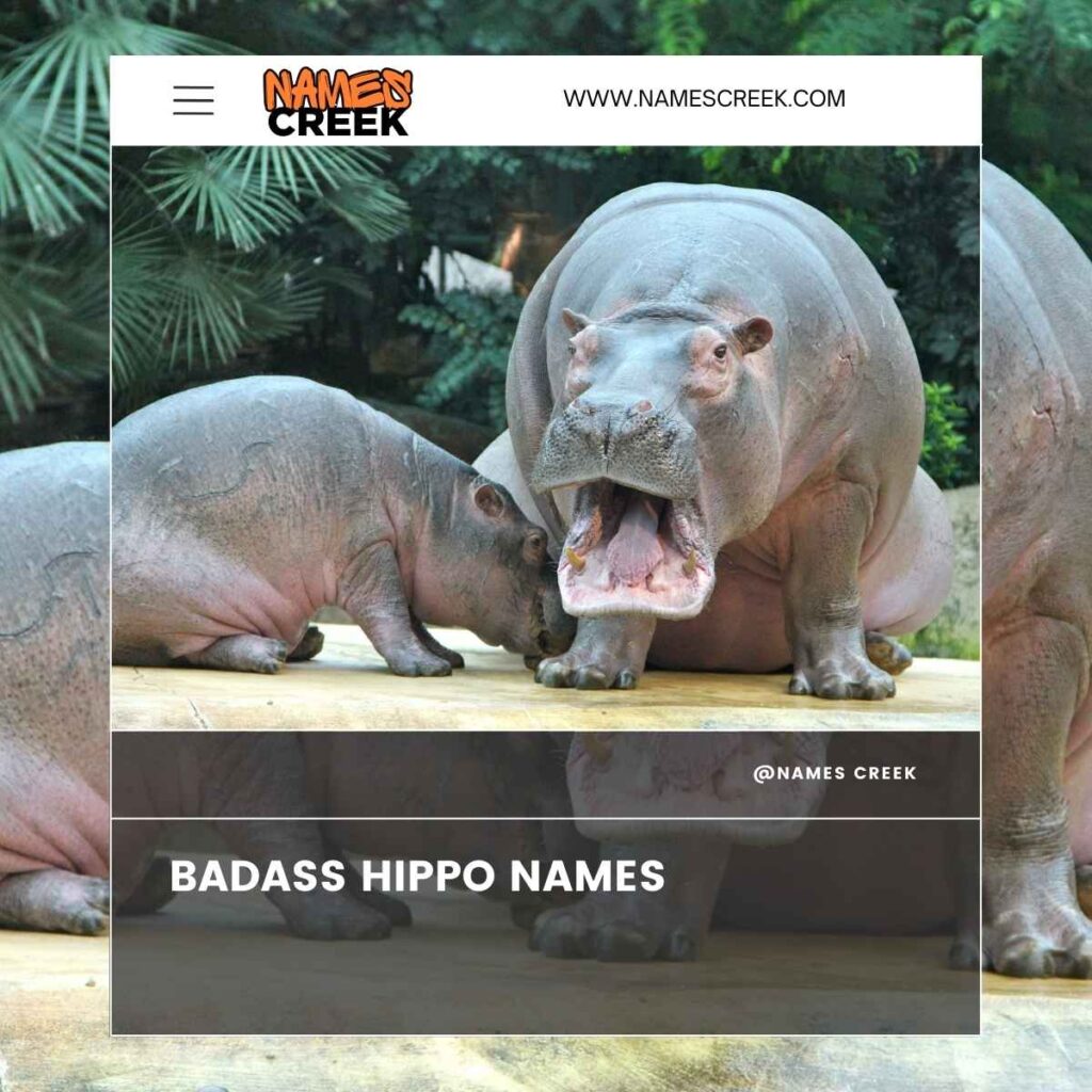 Top 400 Creative And Unique Hippo Names