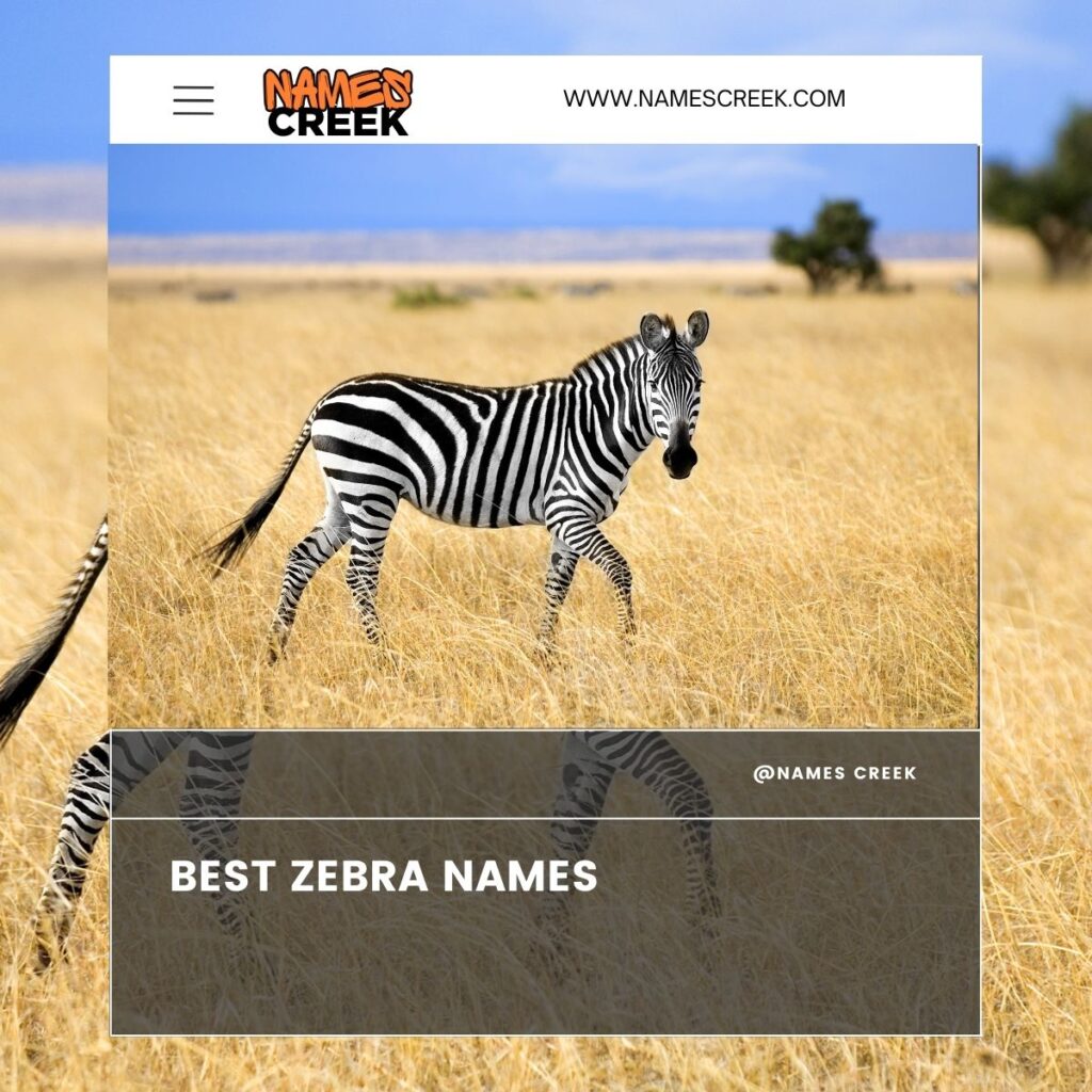 Best Zebra Names