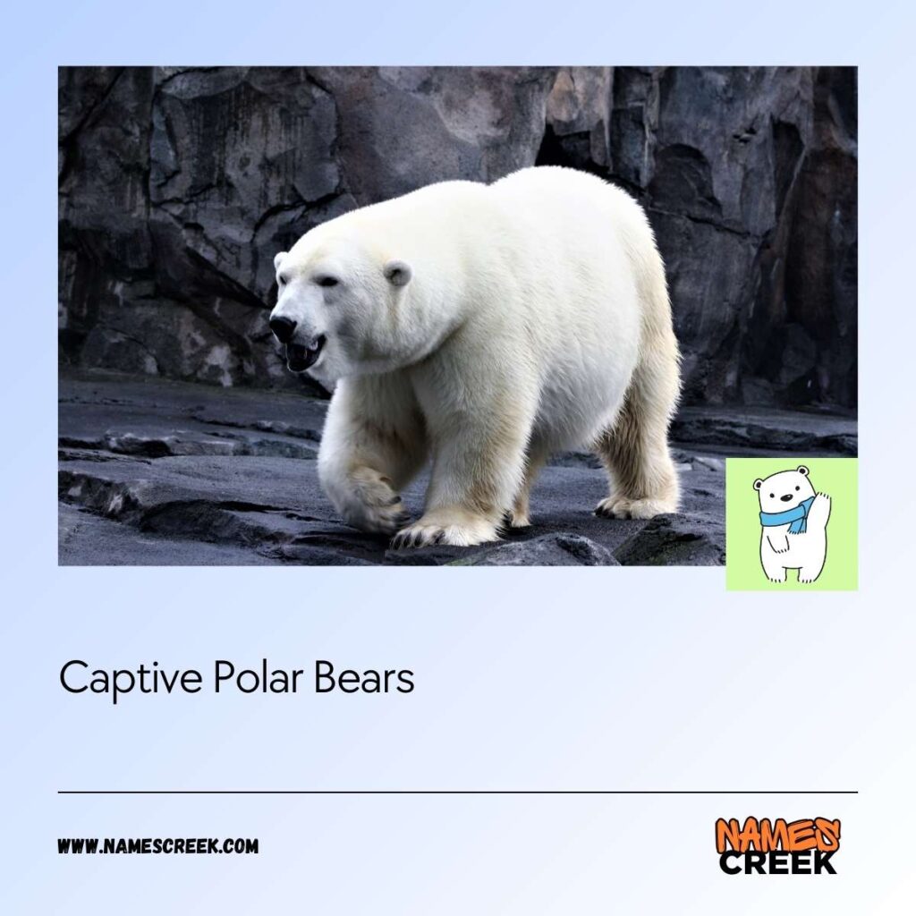 Captive Polar Bears