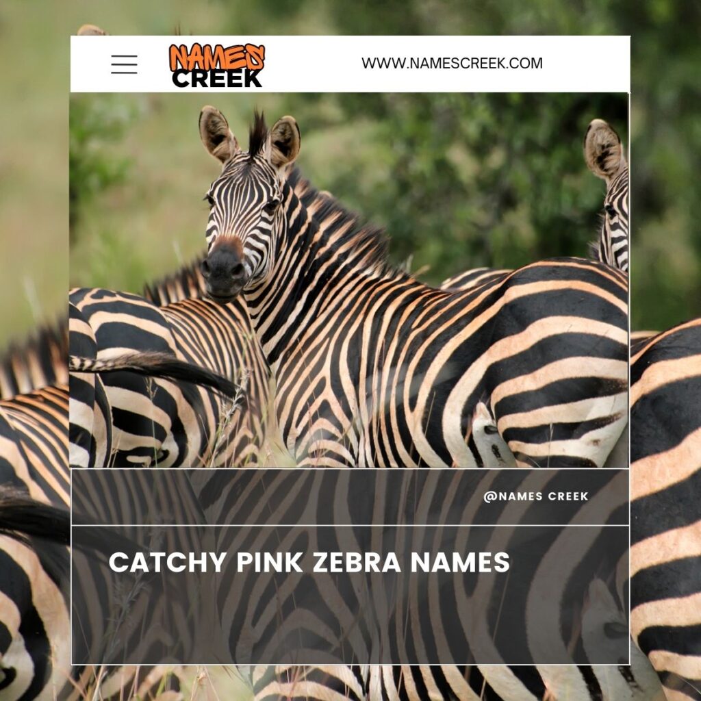 Catchy Pink Zebra names