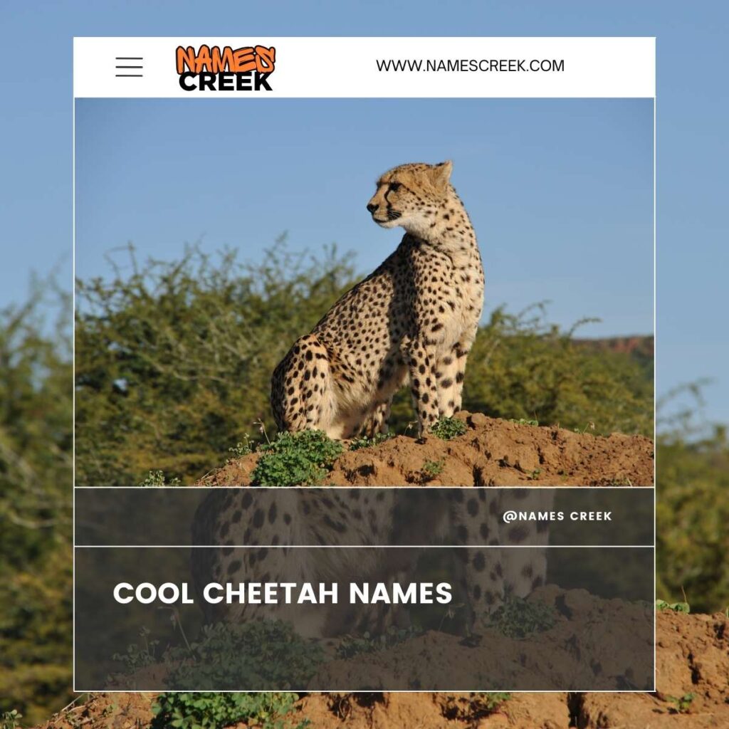 Cool Cheetah Names