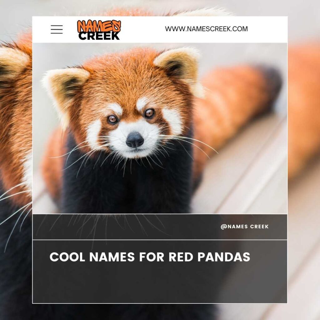 Cool Names For Red Pandas