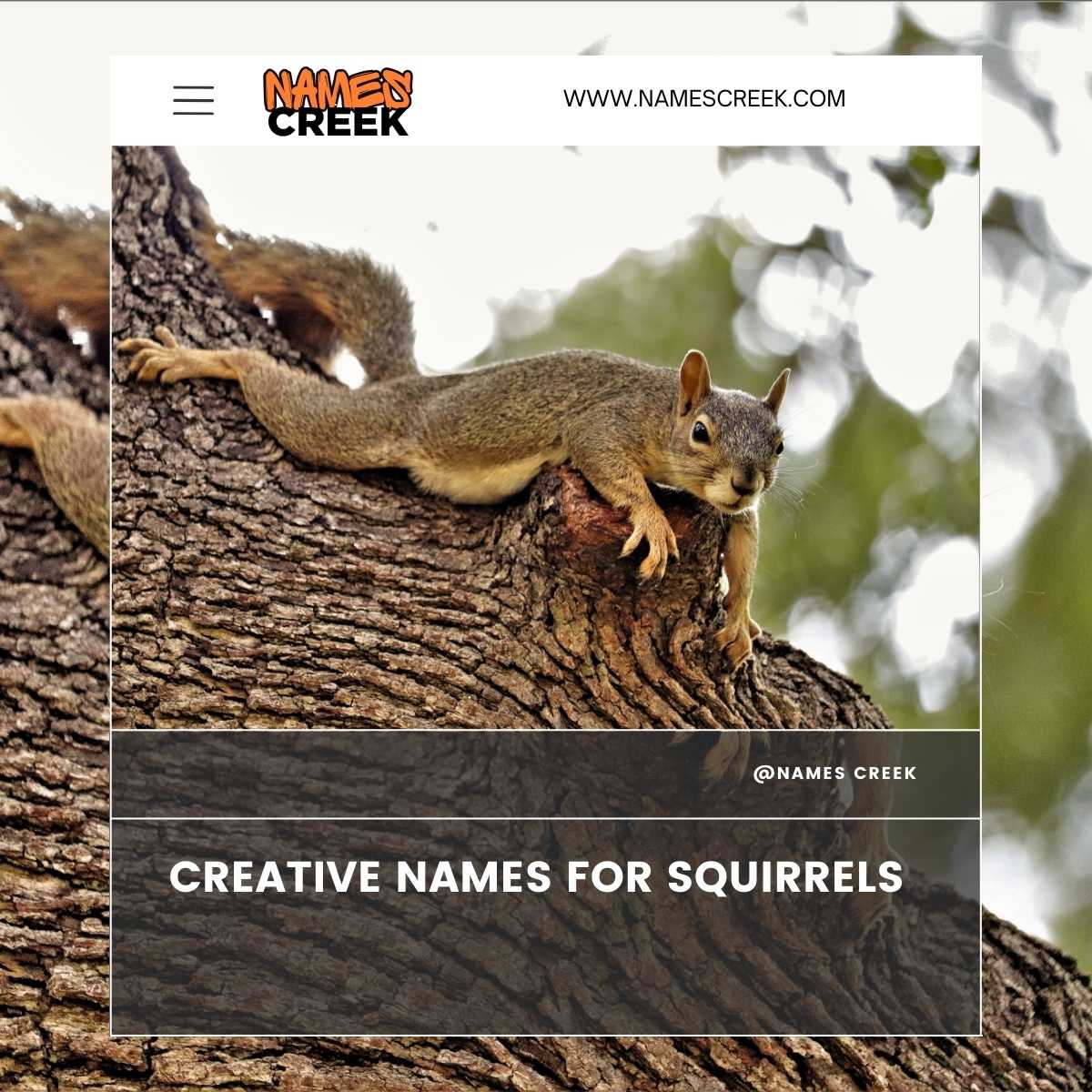 Top 445 Adorable Squirrel Names For Your Furry Friend