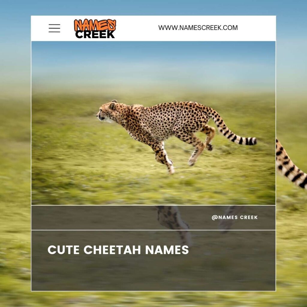 Cute Cheetah Names