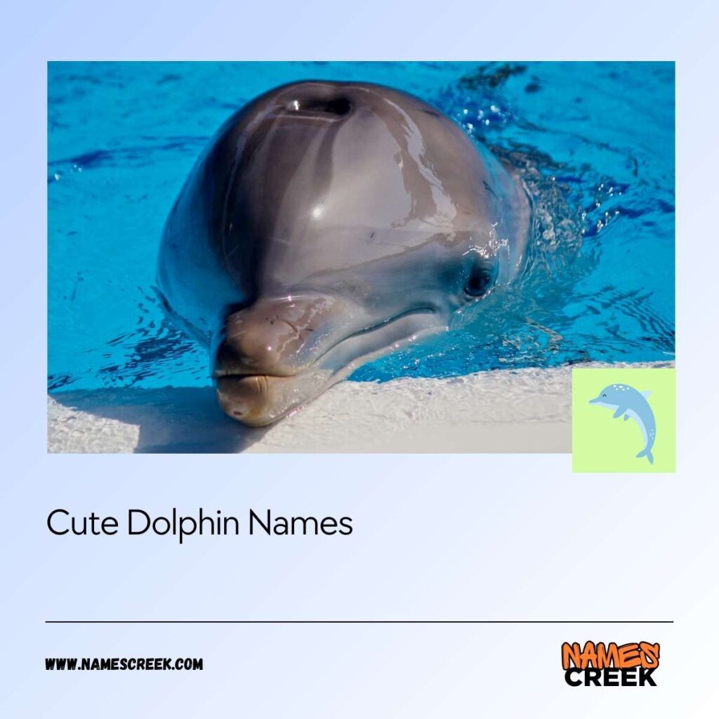 Cute Dolphin Names