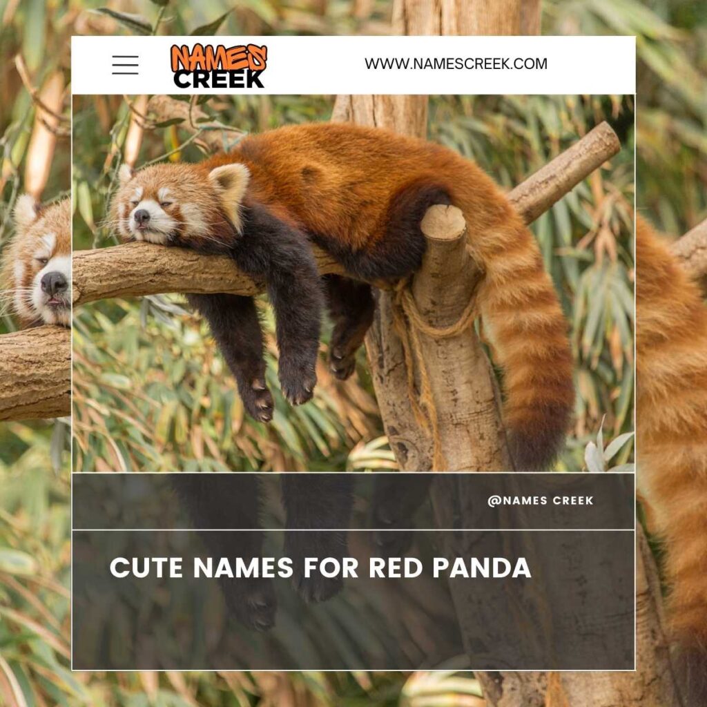 Cute Names For Red Panda