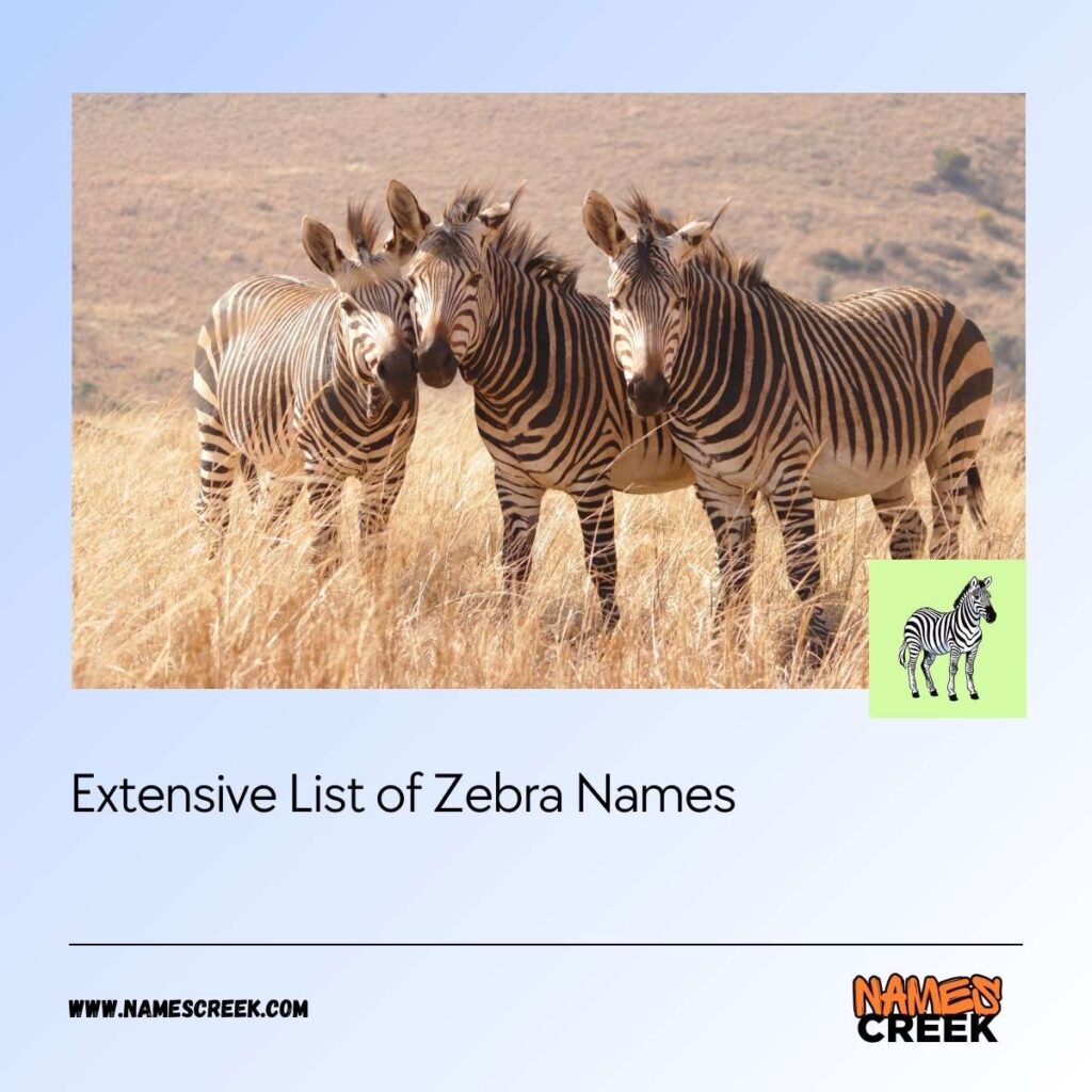 Extensive List of Zebra Names