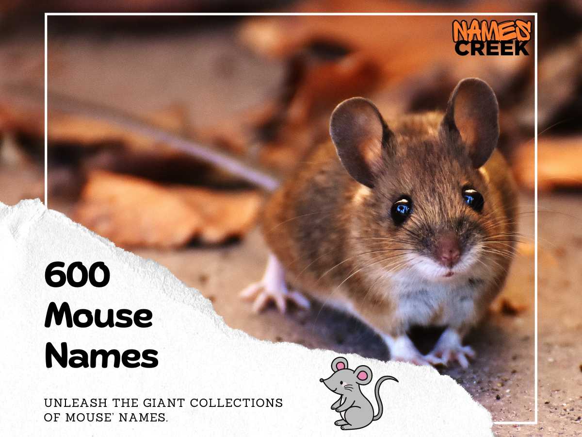 600 Funky And Fabulous Mouse Names