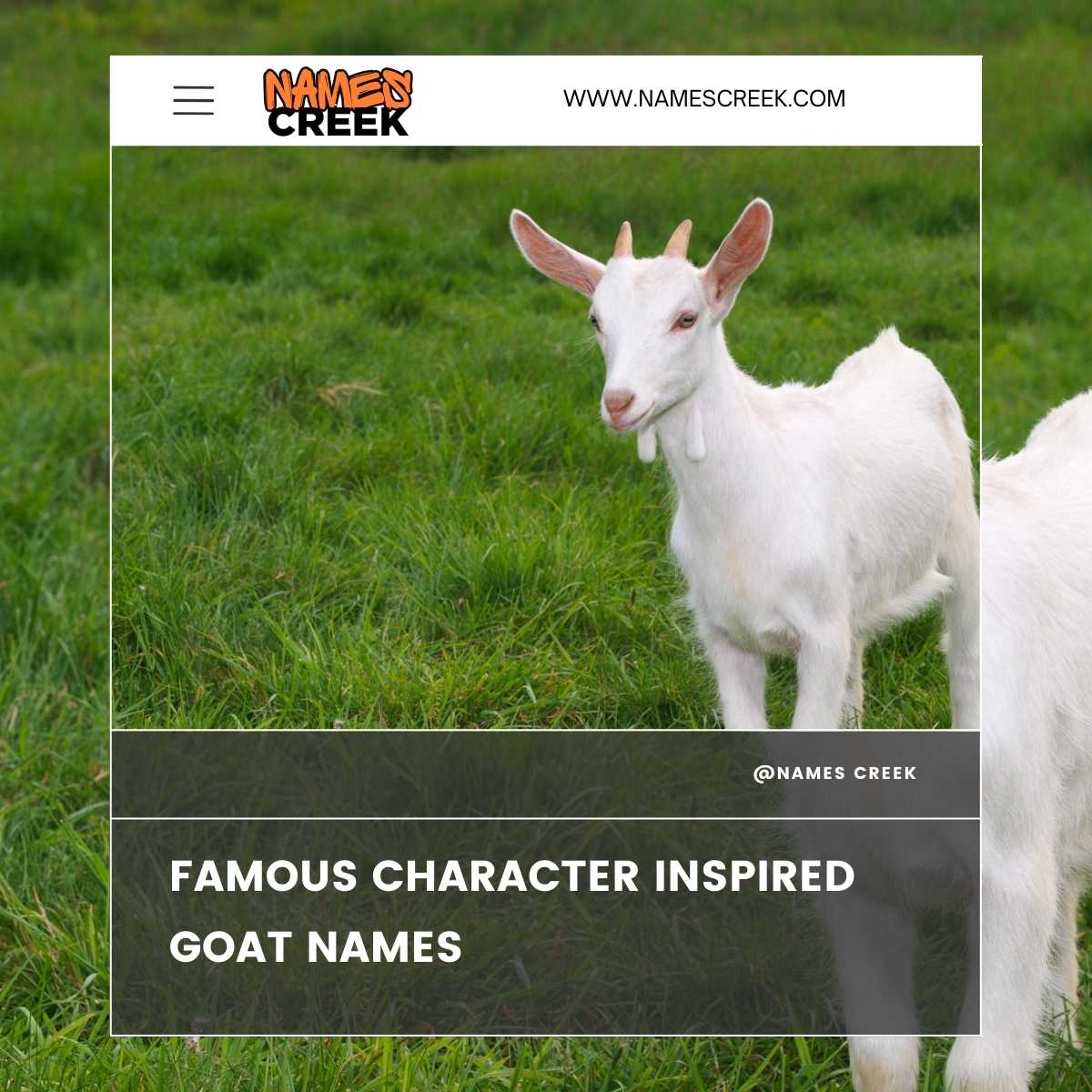 Unforgettable Names For Your Little Goat Find Yours Now - 4fs421y
