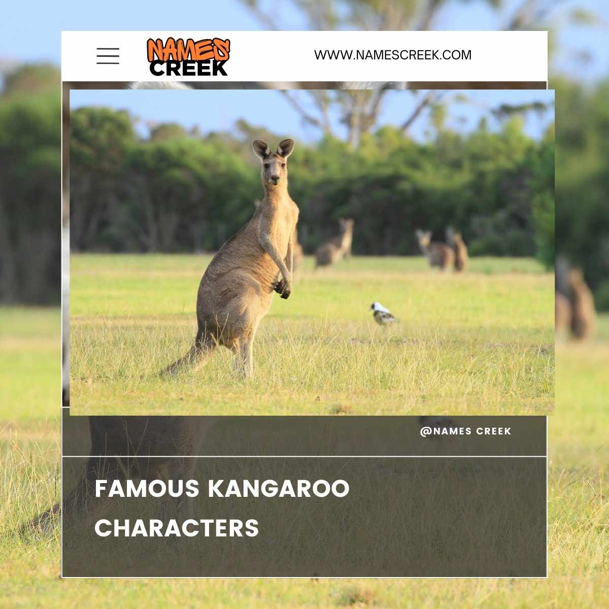 Famous Kangaroo Characters