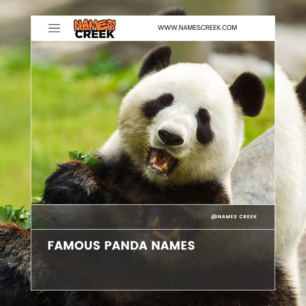 400+ Unique Panda Names To Choose For Your Adorable Furry Friend