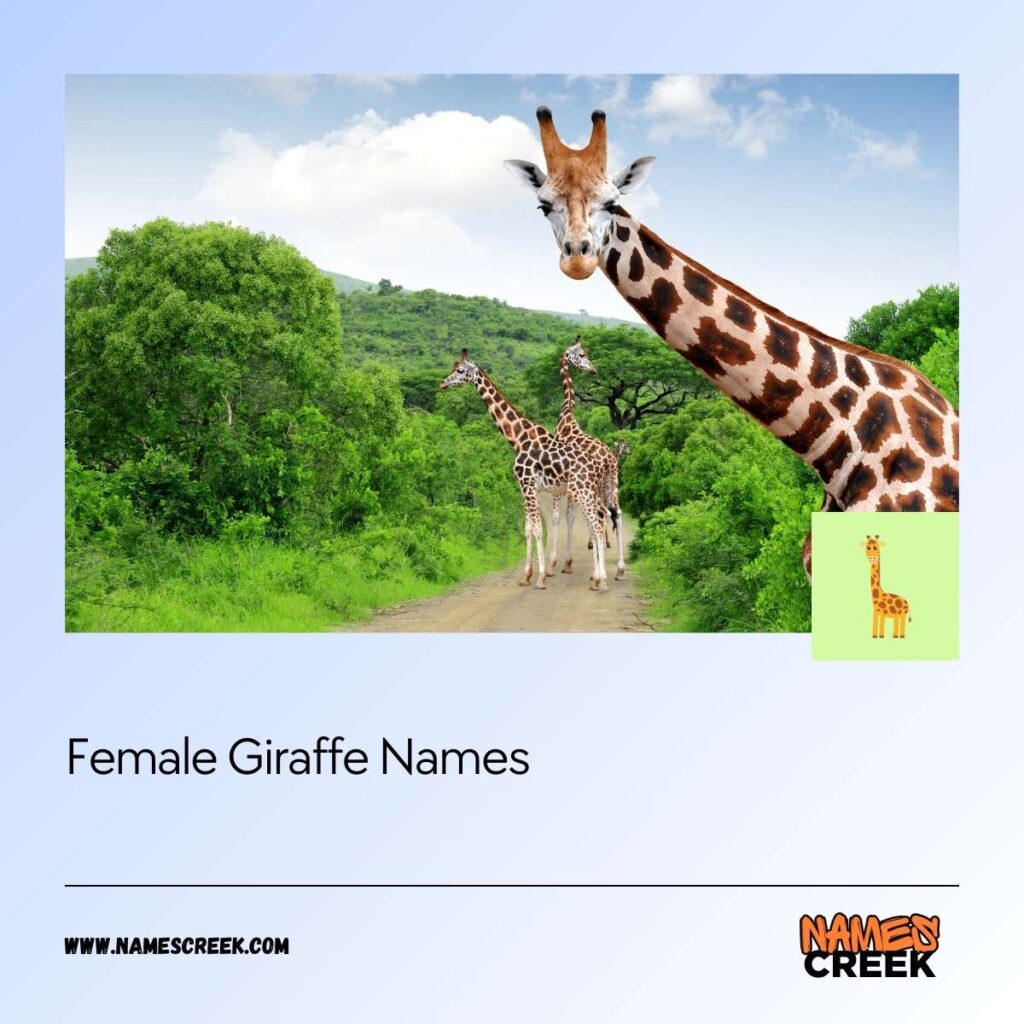 Female Giraffe Names