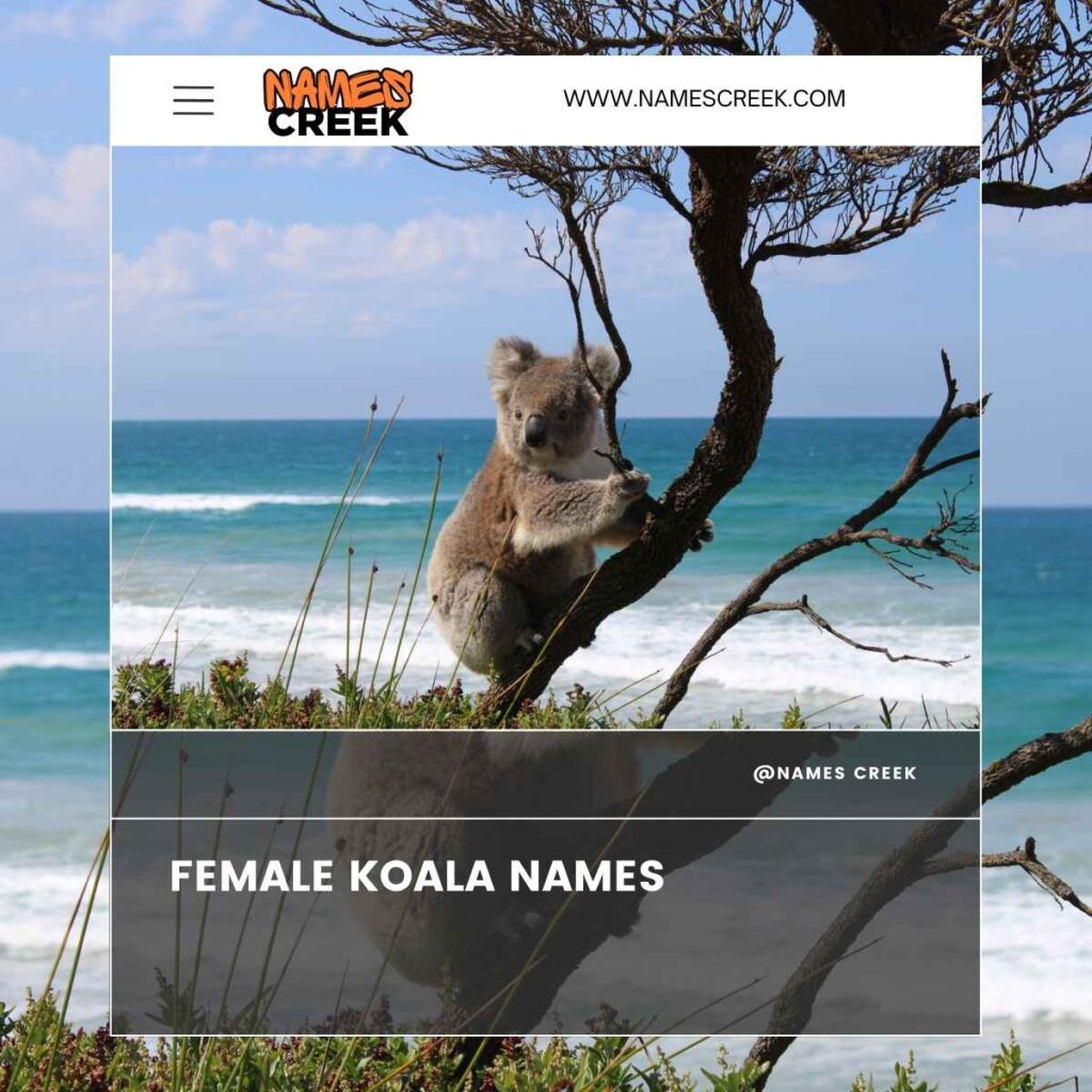 Female Koala Names