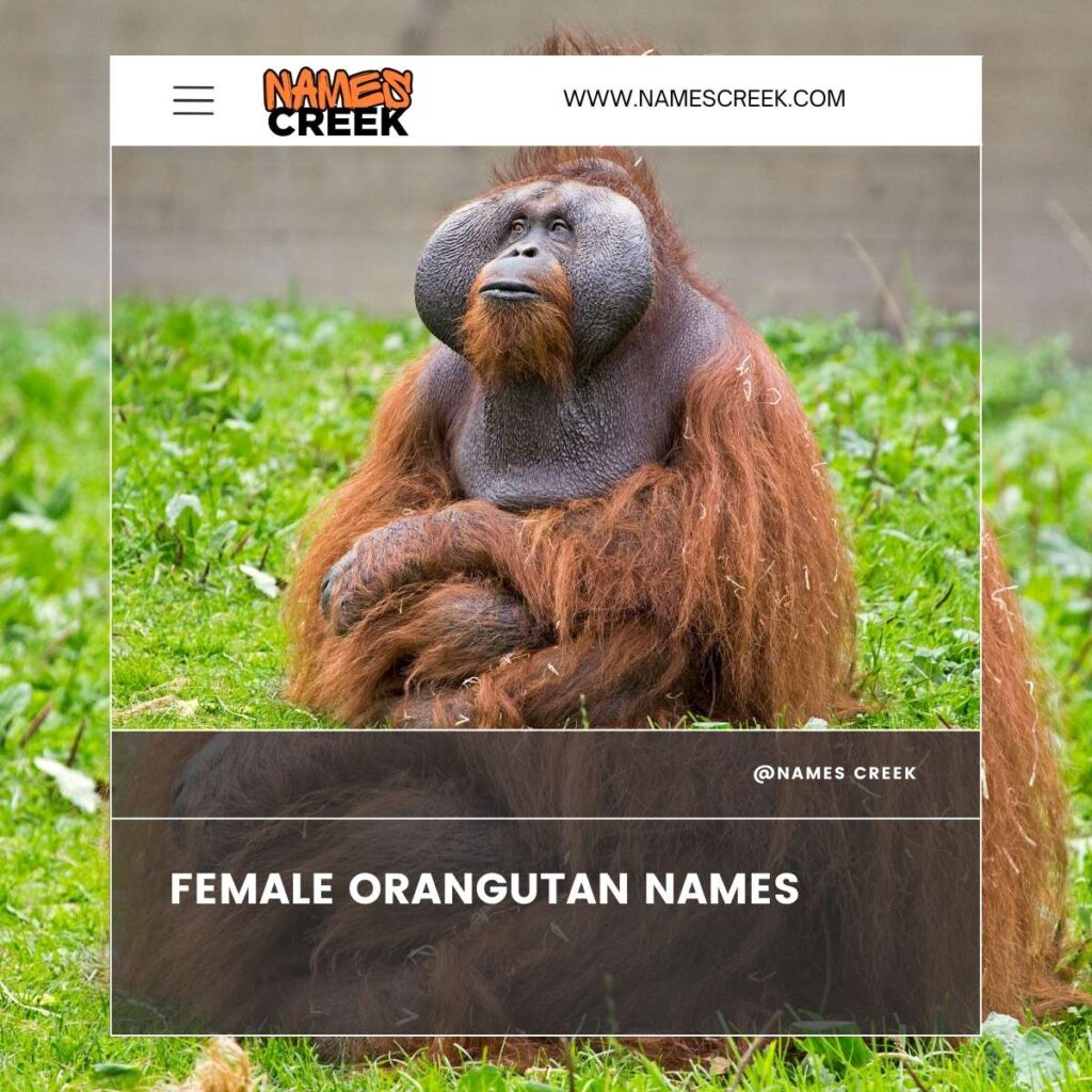 Female Orangutan Names