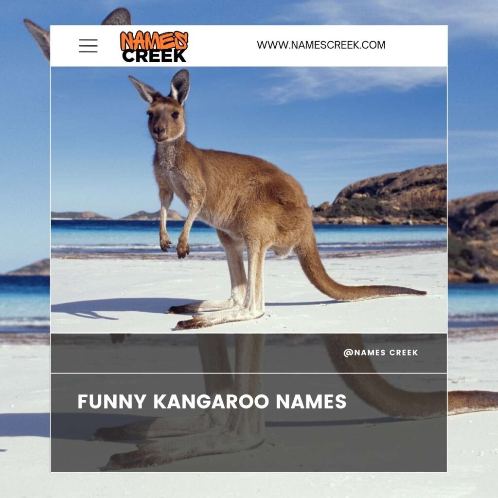 Funny Kangaroo Names