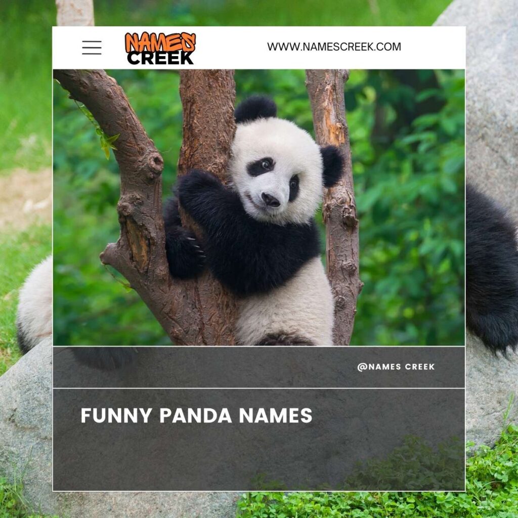 Funny Panda Names