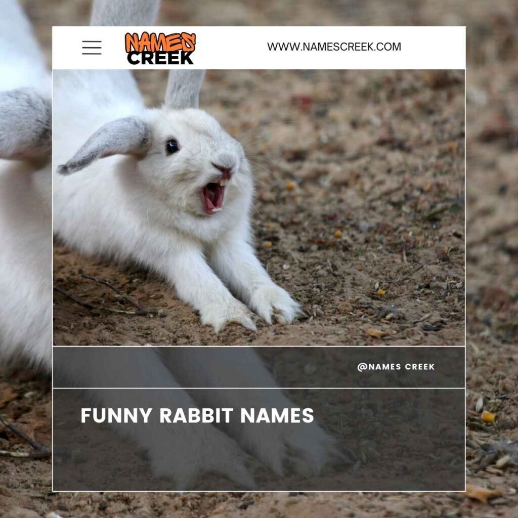 Funny Rabbit Names