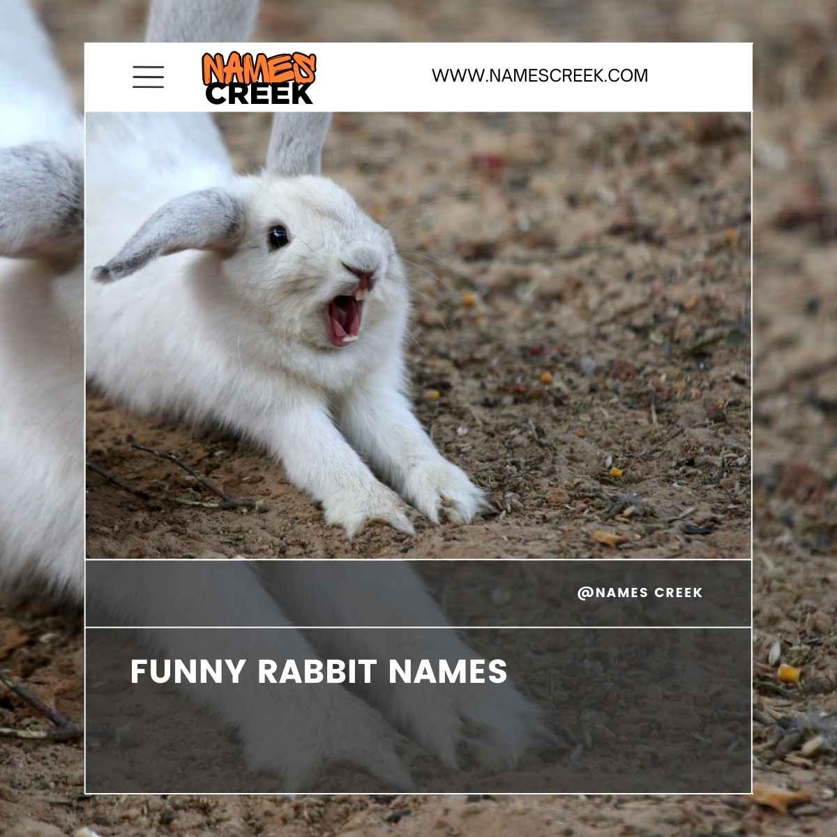 450+ Rabbit Names: Finding The Perfect Name For Your Bunny