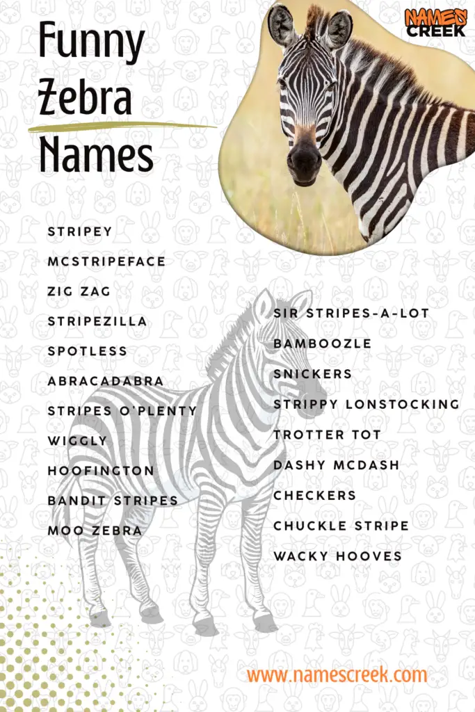 Funny Zebra Names