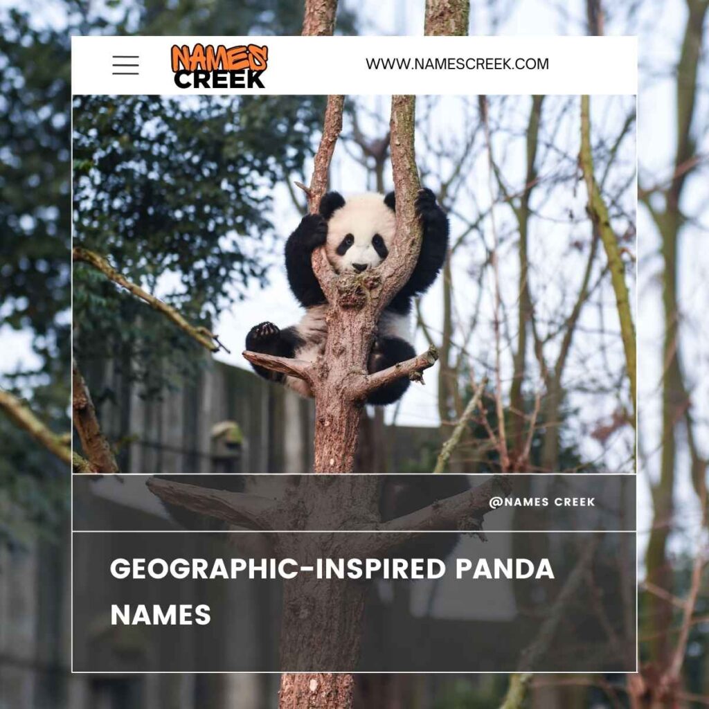 Geographic Inspired Panda Names