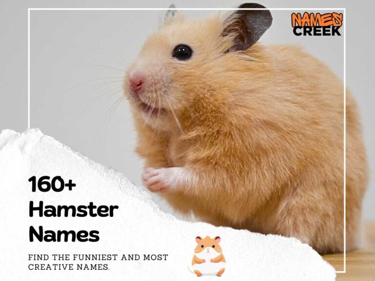 160  Hamster Names: Cute Funny And Unique Ideas