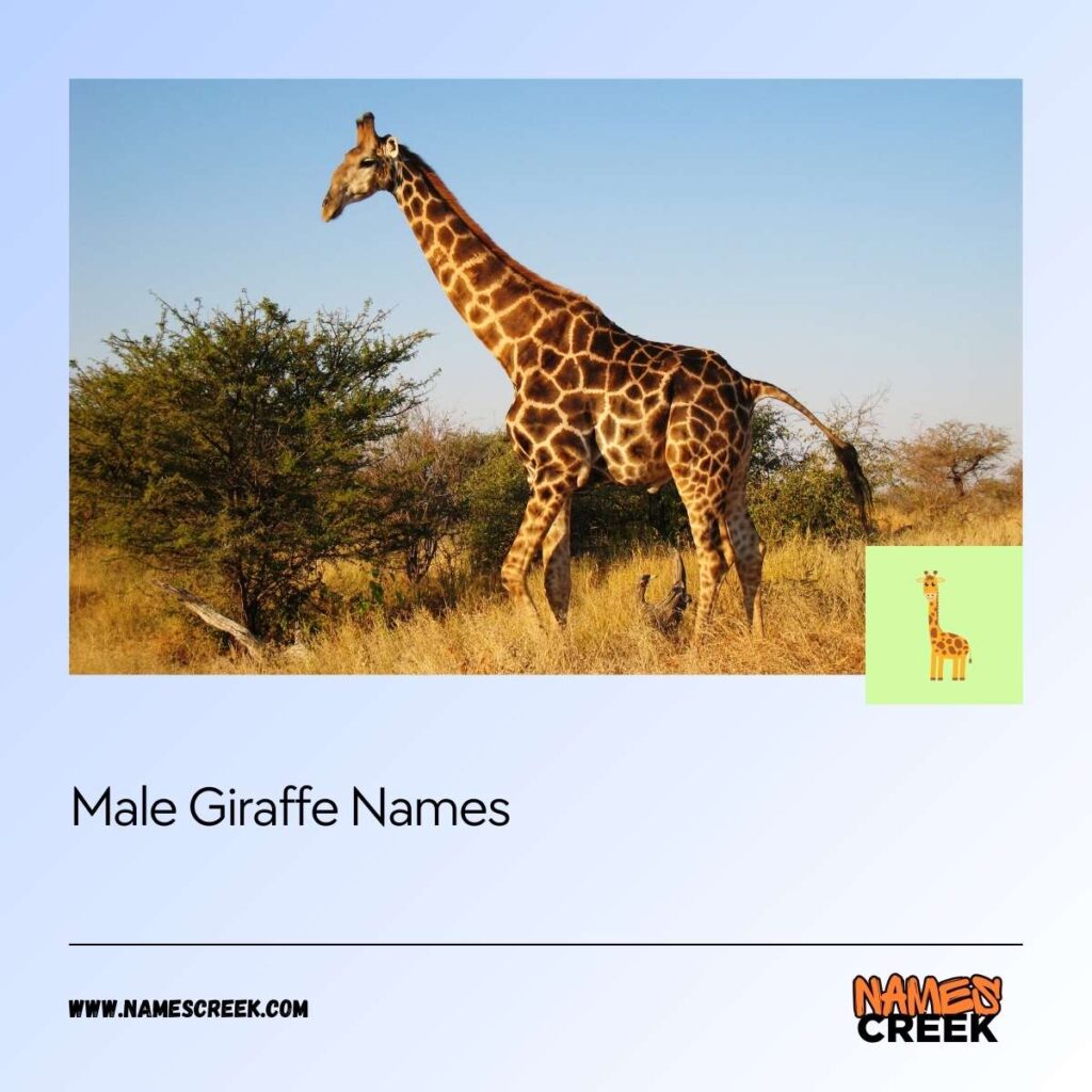 Male Giraffe Names