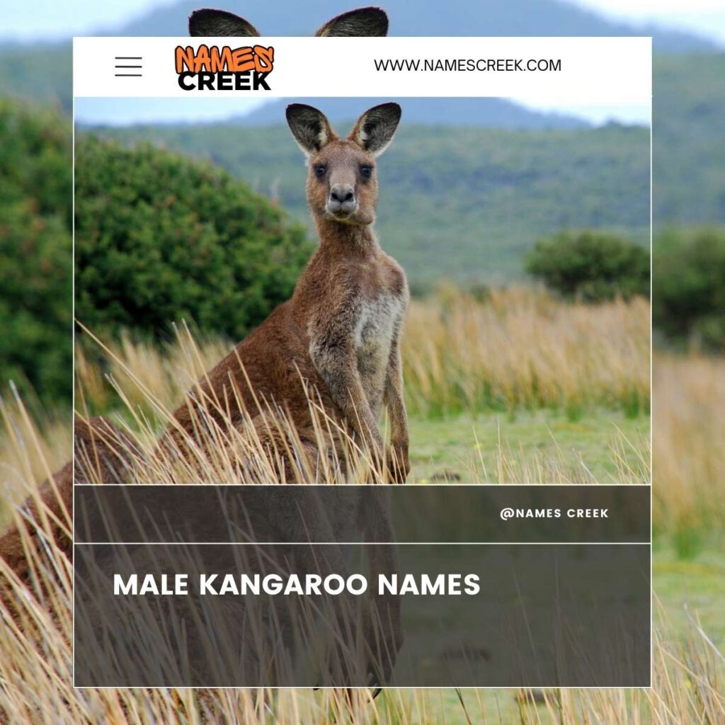 Male Kangaroo Names