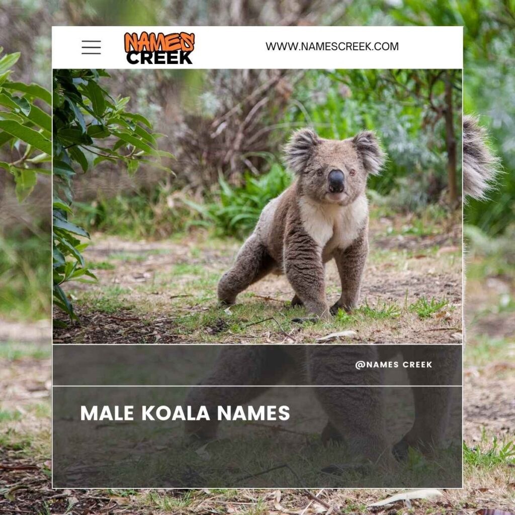 Male Koala Names