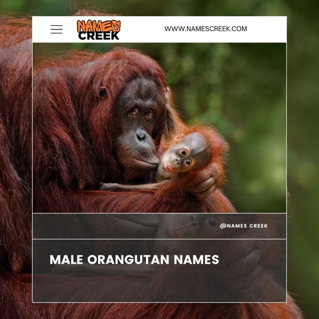 Male Orangutan Names