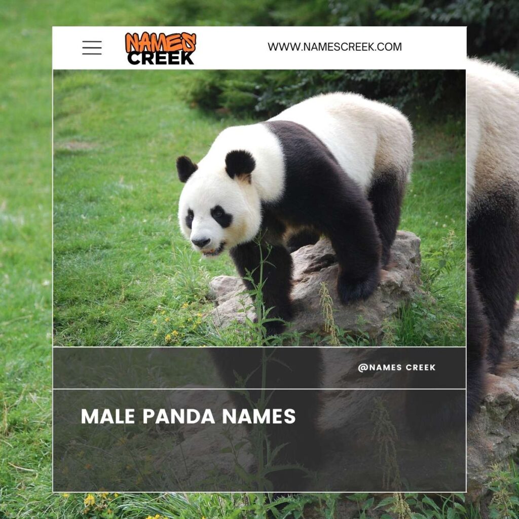 Male Panda Names