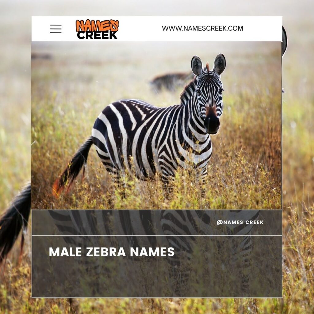 Male Zebra Names