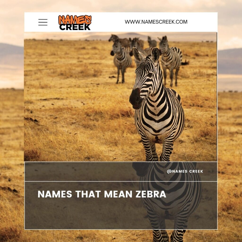 Name that mean zebra