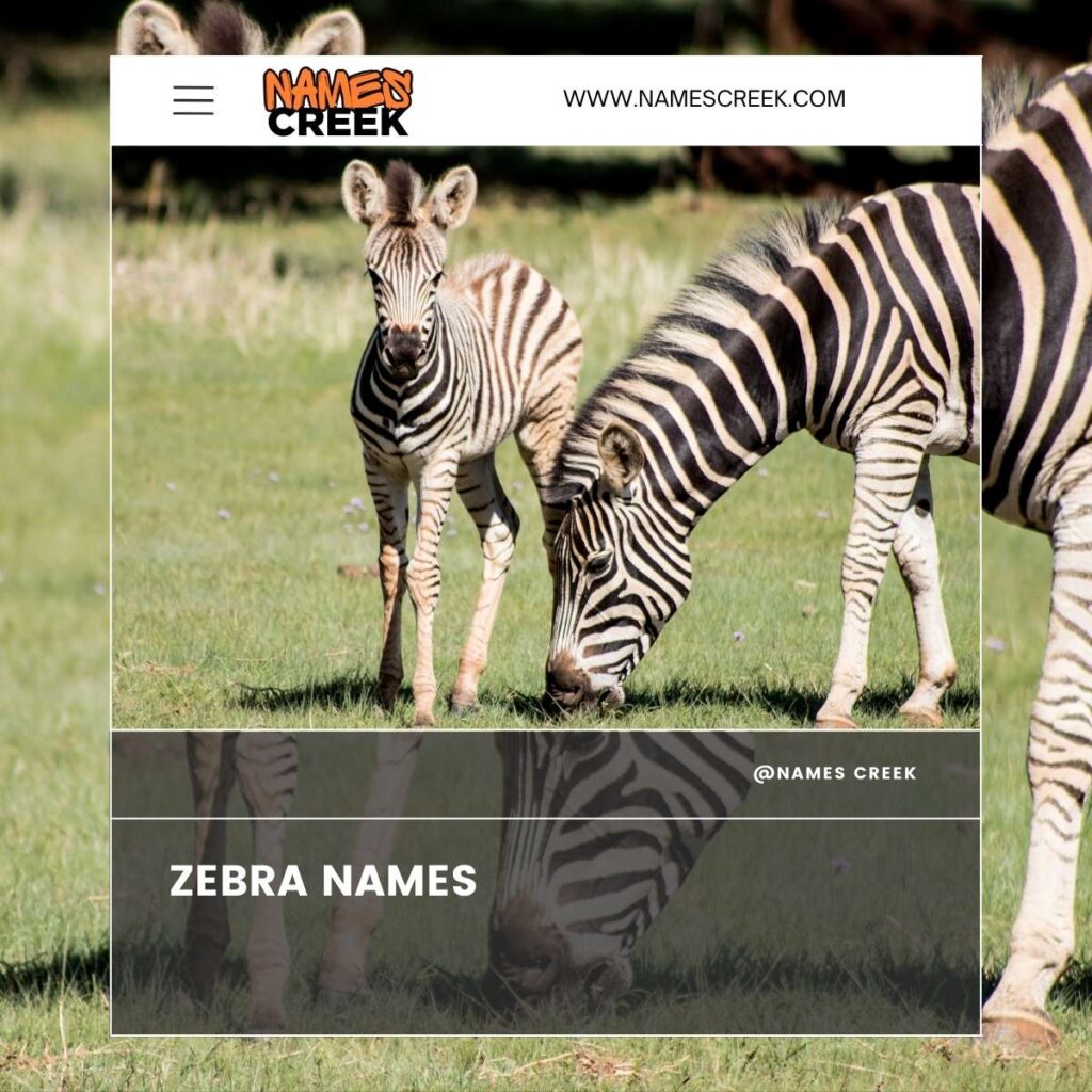 Zebra names