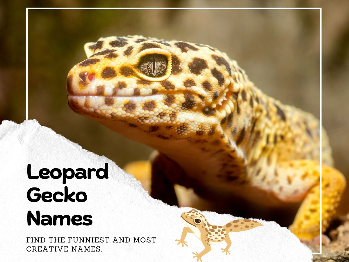 Leopard Gecko Names