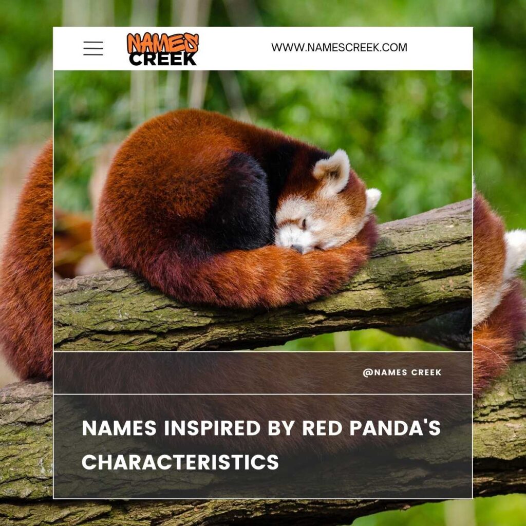 Names Inspired by Red Panda's Characteristics