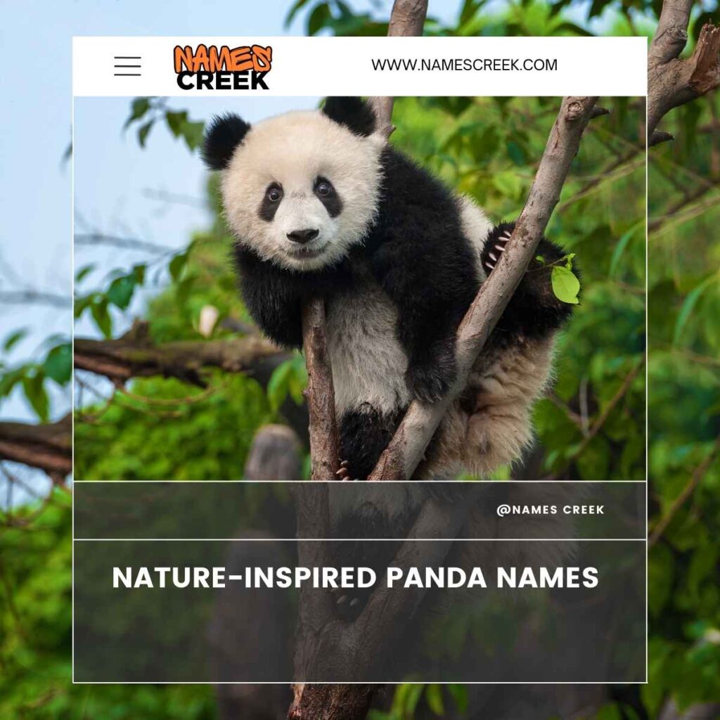 Nature Inspired Panda Names