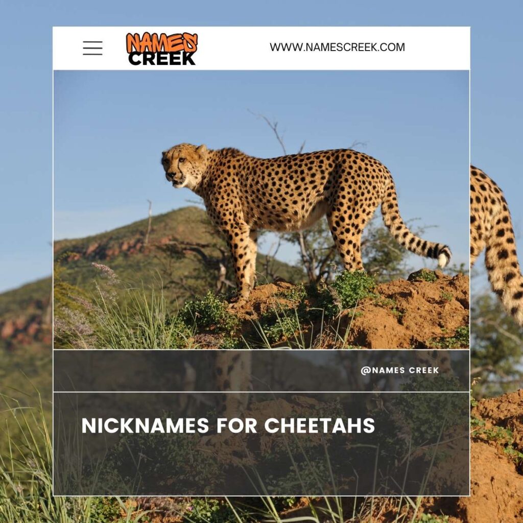 Nicknames for Cheetahs