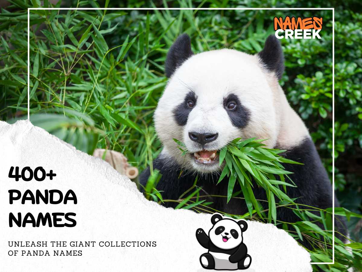 400+ Unique Panda Names To Choose For Your Adorable Furry Friend